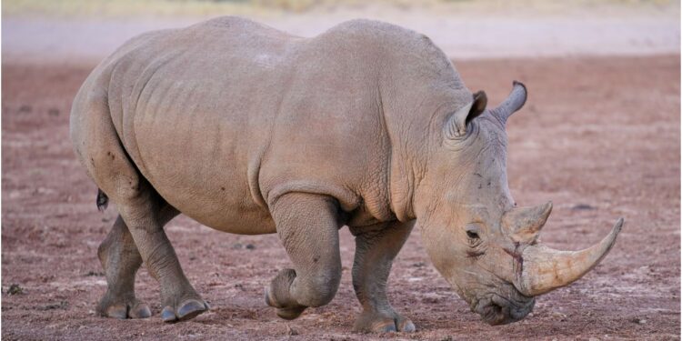 Patna Zoo to Welcome Rare Double-Horned White Rhinoceroses From Singapore