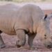 Patna Zoo to Welcome Rare Double-Horned White Rhinoceroses From Singapore
