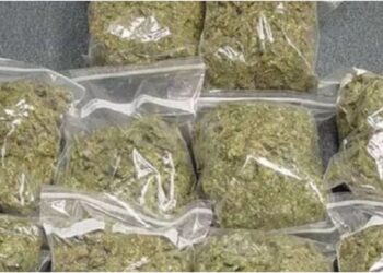 Gaya Police Seize 302 Kg Ganja from Parcel Van; Two Patna Youths Arrested