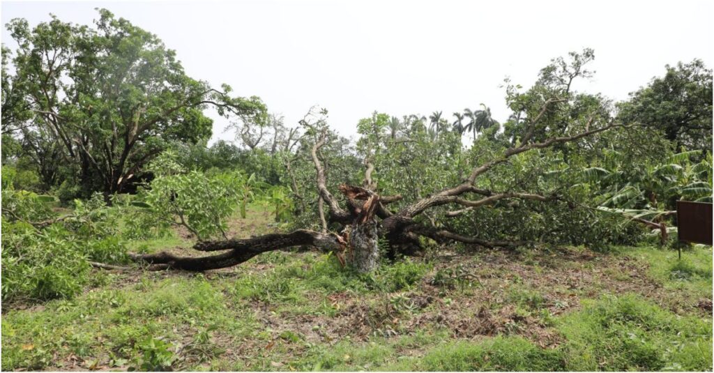 Severe Storm Causes Extensive Damage at BAU Sabour; Vice-Chancellor Inspects Affected Areas and Forms Assessment Committees
