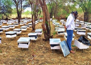 In Scorching 45°C, CUSB Researchers Crack the Code for Year-Round Honey Production
