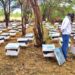 In Scorching 45°C, CUSB Researchers Crack the Code for Year-Round Honey Production