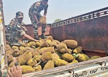 Rohtas Police Seize Rs 2.5 Crore Ganja Hidden Beneath Jackfruits, One Arrested