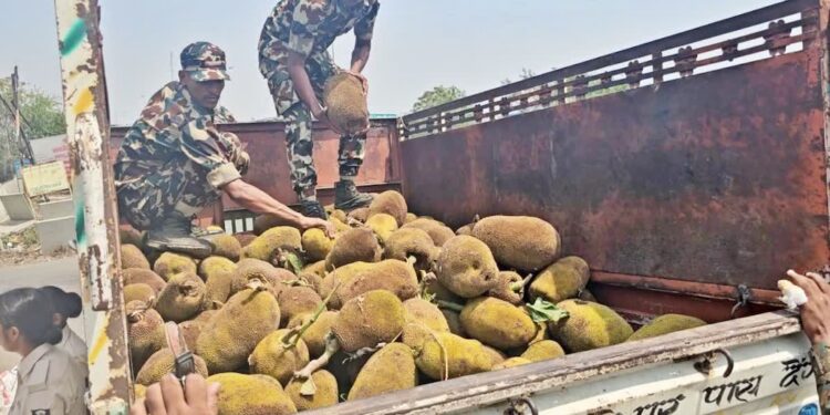 Rohtas Police Seize Rs 2.5 Crore Ganja Hidden Beneath Jackfruits, One Arrested