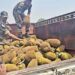 Rohtas Police Seize Rs 2.5 Crore Ganja Hidden Beneath Jackfruits, One Arrested