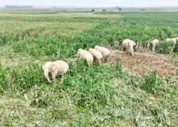 Fear Grips Kishanganj Villages As Wild Elephants Enter Farmlands, Damage Standing Crops.