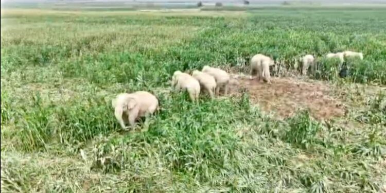 Fear Grips Kishanganj Villages As Wild Elephants Enter Farmlands, Damage Standing Crops.