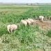 Fear Grips Kishanganj Villages As Wild Elephants Enter Farmlands, Damage Standing Crops.