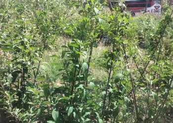 ‘Gudmar’ Plant On Gaya’s Brahmayoni Hill Draws Scientific Interest For Diabetes Management
