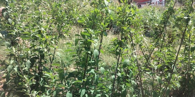 ‘Gudmar’ Plant On Gaya’s Brahmayoni Hill Draws Scientific Interest For Diabetes Management