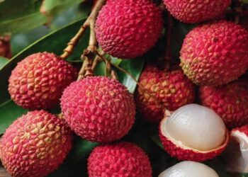 Low Supply, High Demand: Muzaffarpur Litchi Emerges as Summer Favourite in Metros