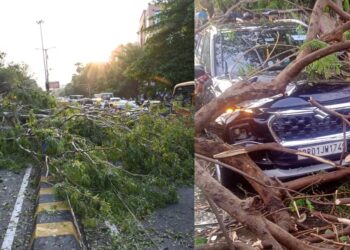 Storm Chaos In Patna Leaves Four Dead, Zoo Closed And Flight Diverted