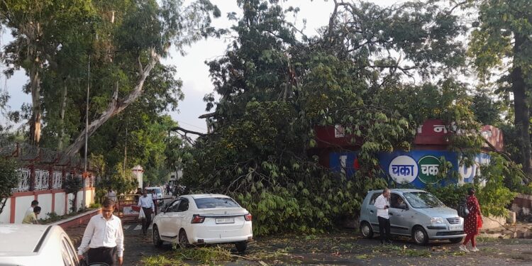 Two-Hour Gridlock Across Patna After Storm Sends Trees Crashing Onto Roads And Vehicles