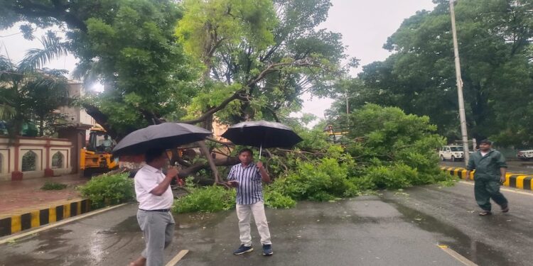 Patna Battered by Storm and Rain: Trees Uprooted, Traffic and Power Supply Disrupted Across City