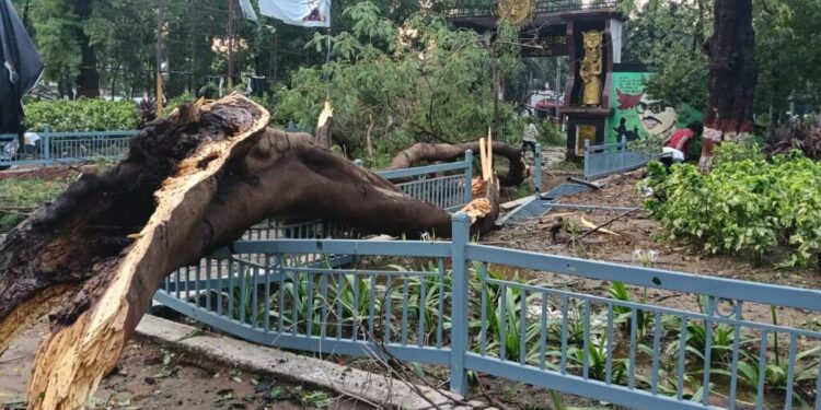 Storm Chaos In Patna Leaves Four Dead, Zoo Closed And Flight Diverted