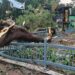 Storm Chaos In Patna Leaves Four Dead, Zoo Closed And Flight Diverted