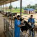 Bihar Govt. Plans Modern Heifer Stations And AI Centres to Boost Milk Production and Rural Jobs