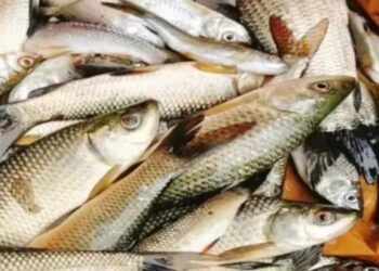 Fresh Fish At Your Doorstep? Bihar Govt Launches ‘Fresh Catch’ Kiosks In Patna And Other Cities