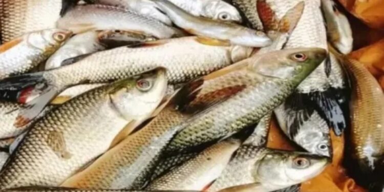 Fresh Fish At Your Doorstep? Bihar Govt Launches ‘Fresh Catch’ Kiosks In Patna And Other Cities