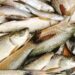 Fresh Fish At Your Doorstep? Bihar Govt Launches ‘Fresh Catch’ Kiosks In Patna And Other Cities