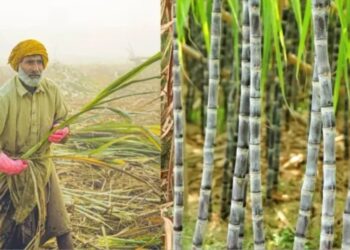 Sugar Mills Pay Over Rs. 2.11 Lakh Crore To Farmers, Bihar Govt Says 99% Dues Cleared