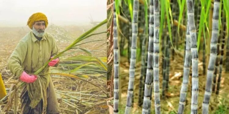 Sugar Mills Pay Over Rs. 2.11 Lakh Crore To Farmers, Bihar Govt Says 99% Dues Cleared