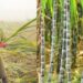 Sugar Mills Pay Over Rs. 2.11 Lakh Crore To Farmers, Bihar Govt Says 99% Dues Cleared
