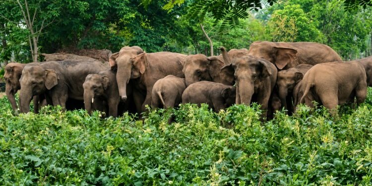 Wild Elephant Herd Damages Homes And Public Buildings In Nawada Village