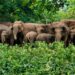 Wild Elephant Herd Damages Homes And Public Buildings In Nawada Village