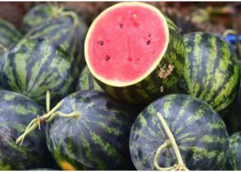 Watermelon Scare in Bihar Leaves Eight From One Family Hospitalised as Health Officials Launch Probe