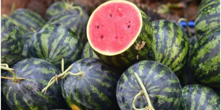 Watermelon Scare in Bihar Leaves Eight From One Family Hospitalised as Health Officials Launch Probe