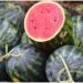 Watermelon Scare in Bihar Leaves Eight From One Family Hospitalised as Health Officials Launch Probe
