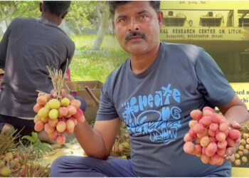 Bihar’s Shahi Litchi Gets Longer Life As Muzaffarpur Farmer Develops Herbal Preservation Method