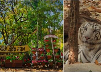 White Tigress and Rare New Arrivals Set to Transform Patna Zoo into a Must-Visit Hotspot