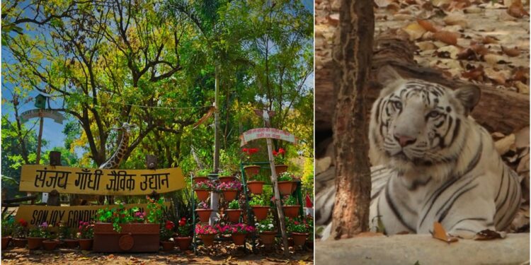 White Tigress and Rare New Arrivals Set to Transform Patna Zoo into a Must-Visit Hotspot