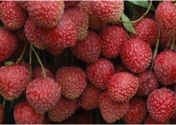 Litchis at Your Doorstep: Muzaffarpur’s ‘Shahi’ Fruit Finds a New Route from Farms to Homes