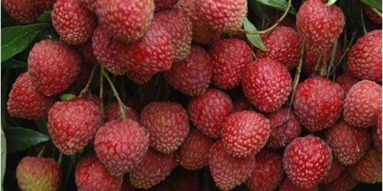 Litchis at Your Doorstep: Muzaffarpur’s ‘Shahi’ Fruit Finds a New Route from Farms to Homes