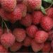 Litchis at Your Doorstep: Muzaffarpur’s ‘Shahi’ Fruit Finds a New Route from Farms to Homes