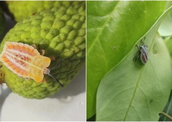 BAU Sabour Detected New Pest in Bihar Litchi Orchards, Scientists Begin Watch