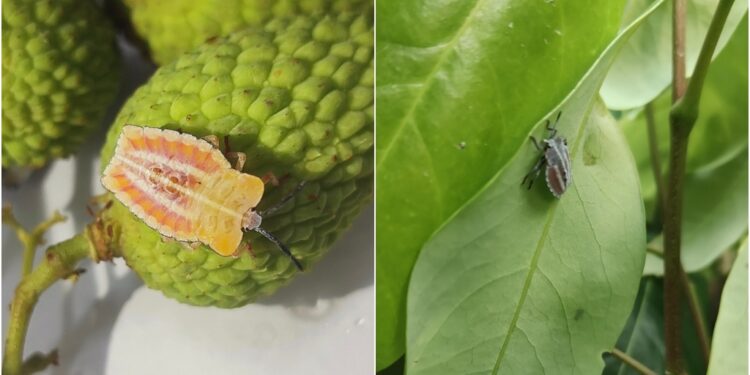 BAU Sabour Detected New Pest in Bihar Litchi Orchards, Scientists Begin Watch