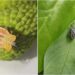 BAU Sabour Detected New Pest in Bihar Litchi Orchards, Scientists Begin Watch