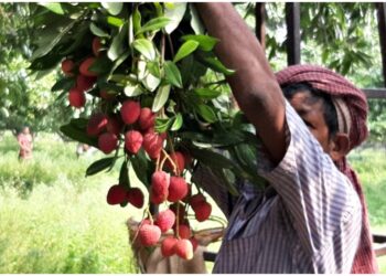 Bihar’s Famous Shahi Litchi Crop Hit Hard as Stink Bugs Destroy Orchards Across Muzaffarpur