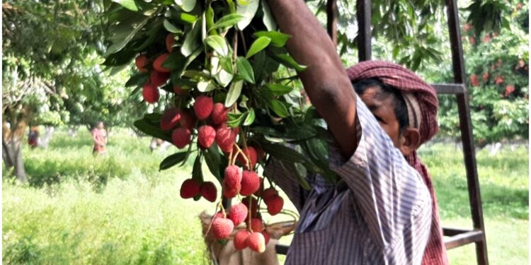 Bihar’s Famous Shahi Litchi Crop Hit Hard as Stink Bugs Destroy Orchards Across Muzaffarpur