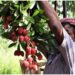 Bihar’s Famous Shahi Litchi Crop Hit Hard as Stink Bugs Destroy Orchards Across Muzaffarpur