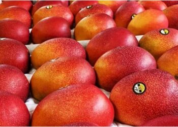 Two-Day Mango Festival in Patna to Showcase 100 Varieties, Miyazaki Mango Priced at Rs 3,000 Per Kg