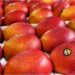 Two-Day Mango Festival in Patna to Showcase 100 Varieties, Miyazaki Mango Priced at Rs 3,000 Per Kg