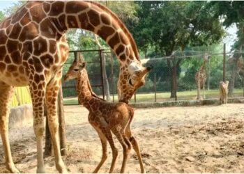 Patna Zoo’s Bhima to Get a Companion as Giraffe Arrives from Mysore, Boosting Visitor Appeal
