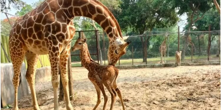 Patna Zoo’s Bhima to Get a Companion as Giraffe Arrives from Mysore, Boosting Visitor Appeal