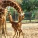 Patna Zoo’s Bhima to Get a Companion as Giraffe Arrives from Mysore, Boosting Visitor Appeal