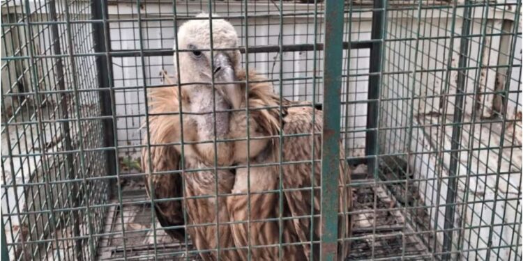 Rare Himalayan Griffon Vulture Spotted in Bihar’s Saran After 30 Years, Sent to Patna Zoo for Care